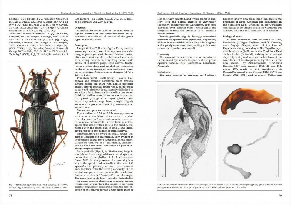 Biodiversity of South America. I - Memoirs on Biodiversity, Volume 1, 2008