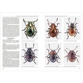 Biodiversity of South America. I - Memoirs on Biodiversity, Volume 1, 2008