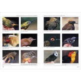 Biodiversity of South America. I - Memoirs on Biodiversity, Volume 1, 2008