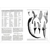 Biodiversity of South America. I - Memoirs on Biodiversity, Volume 1, 2008