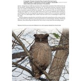 Japan: The Natural History of an Asian Archipelago