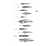 ANWB Amfibieën- en reptielengids - alles over alle Europese soorten