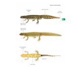 ANWB Amfibieën- en reptielengids - alles over alle Europese soorten