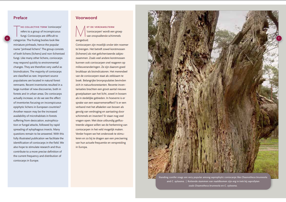 Coniocarpen - Regenschaduw specialisten