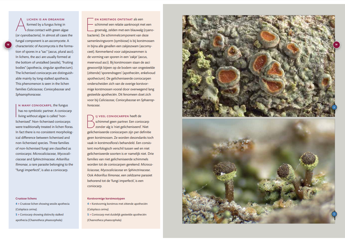 Coniocarpen - Regenschaduw specialisten