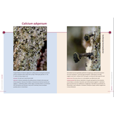 Coniocarpen - Regenschaduw specialisten