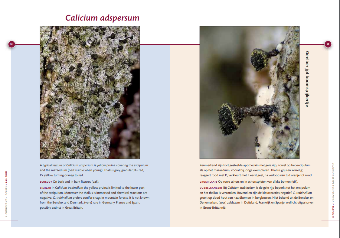 Coniocarpen - Regenschaduw specialisten