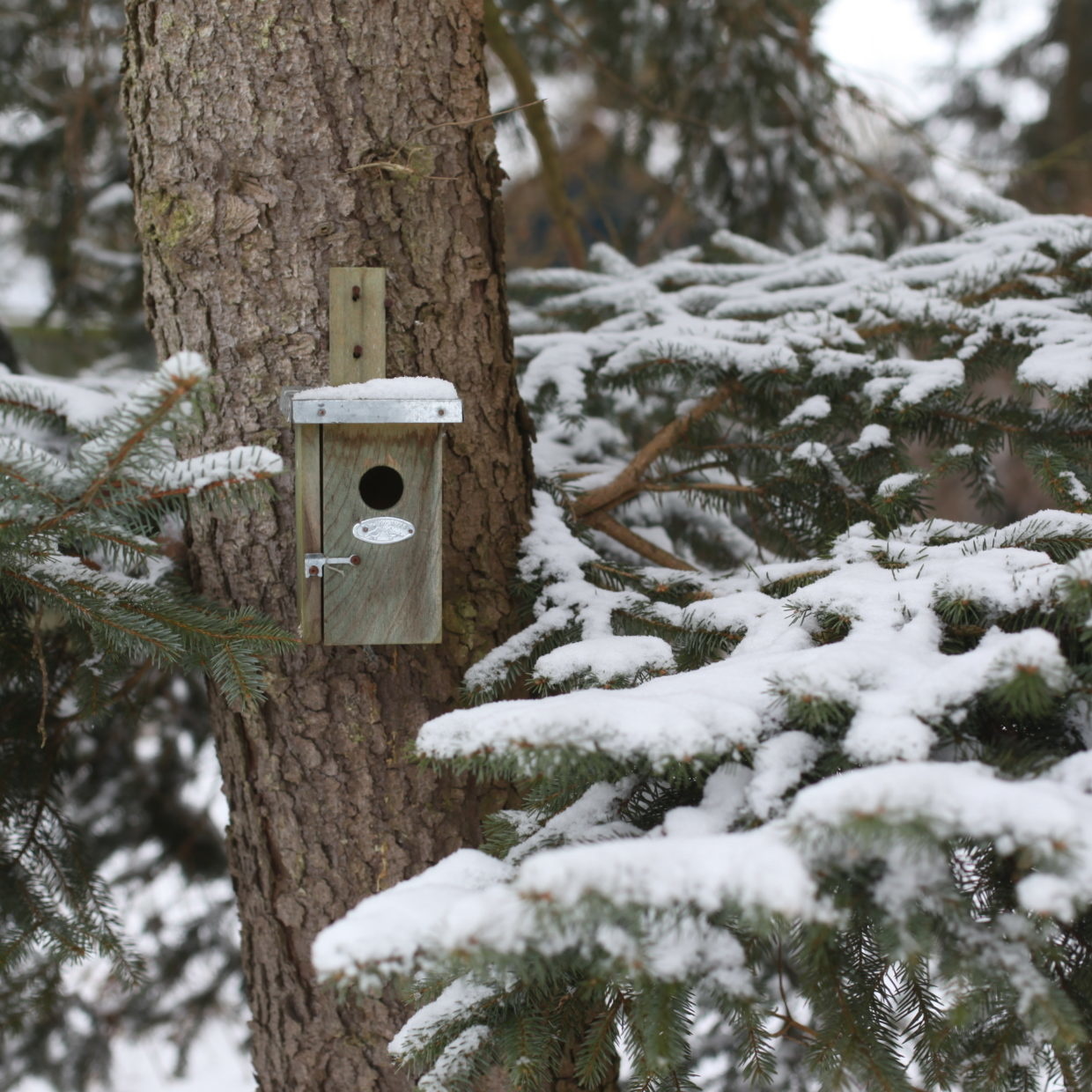 Nestkast Winterkoning