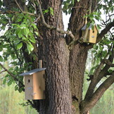 Nest box Wren