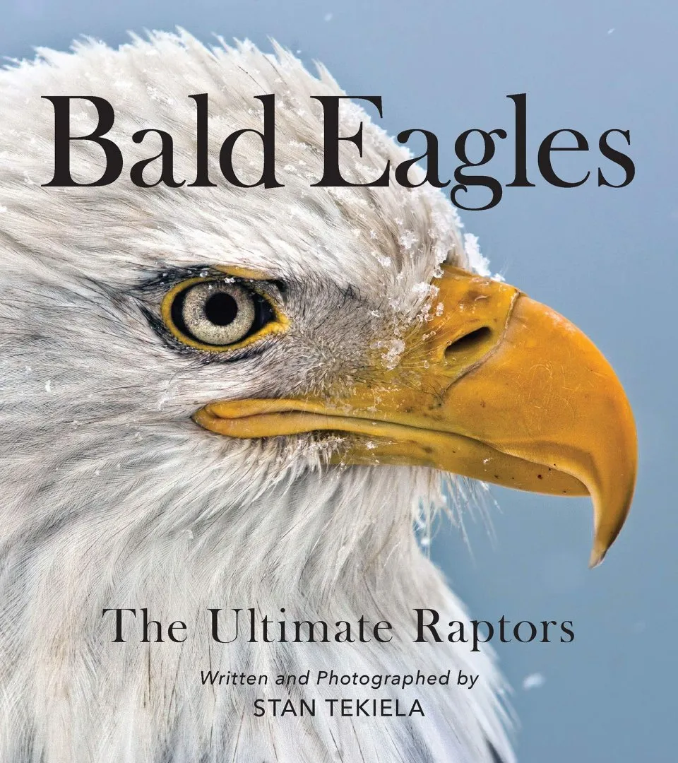 Bald Eagles - The Ultimate Raptors