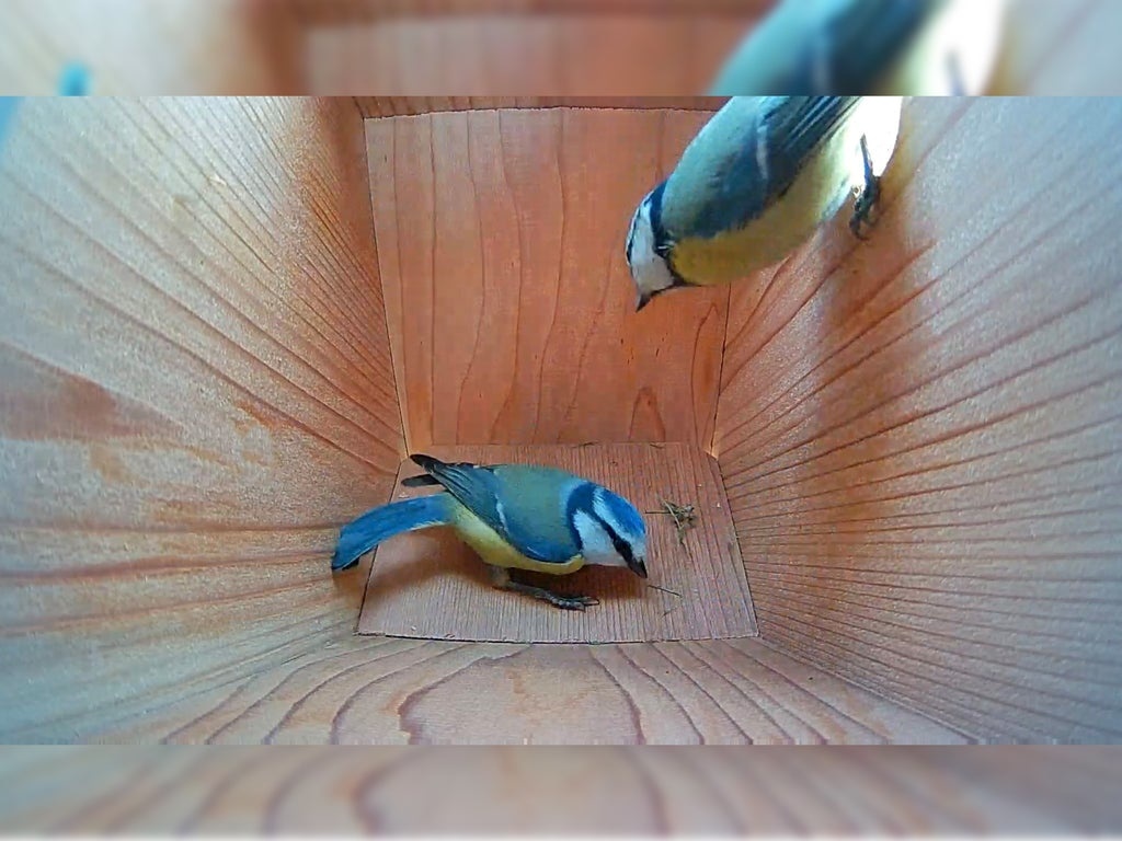 Green Feathers Handgemaakte Houten Vogelkast met Zijaanzicht