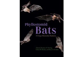 Phyllostomid Bats