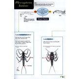 Guide to the British Stonefly (Plecoptera) Families: Adults and Larvae