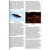 Guide to the British Stonefly (Plecoptera) Families: Adults and Larvae
