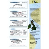 Guide to the British Stonefly (Plecoptera) Families: Adults and Larvae