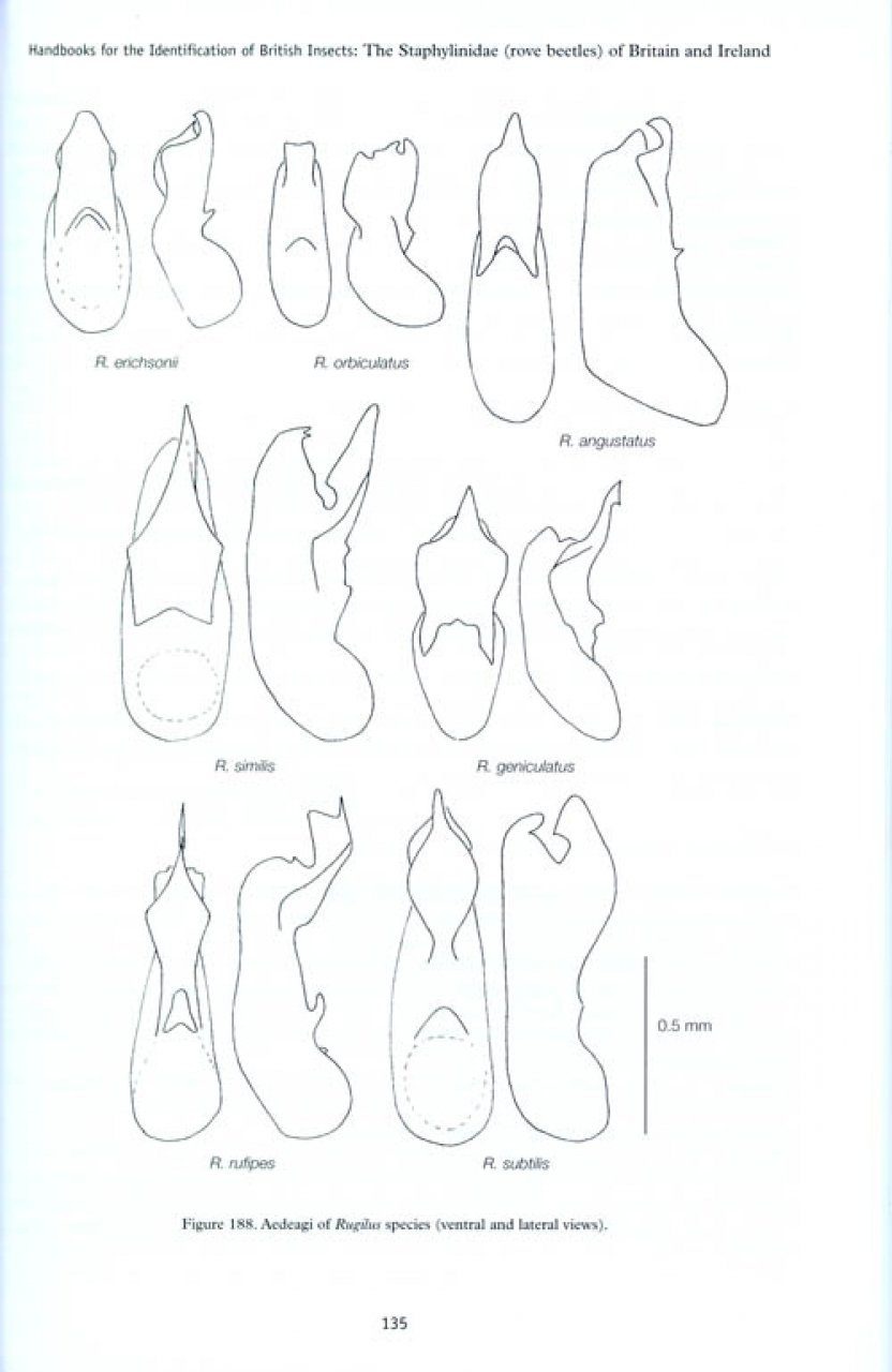 The Staphylinidae (Rove Beetles) of Britain and Ireland - Parts 7 & 8: Oxyporinae, Steninae, Euaesthetinae, Pseudopsinae, Paederinae, Staphylininae