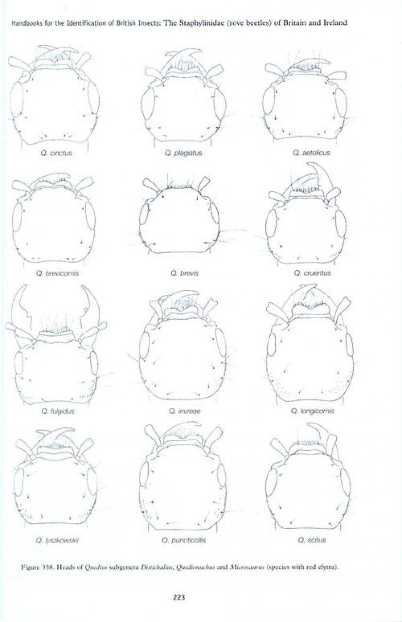 The Staphylinidae (Rove Beetles) of Britain and Ireland - Parts 7 & 8: Oxyporinae, Steninae, Euaesthetinae, Pseudopsinae, Paederinae, Staphylininae