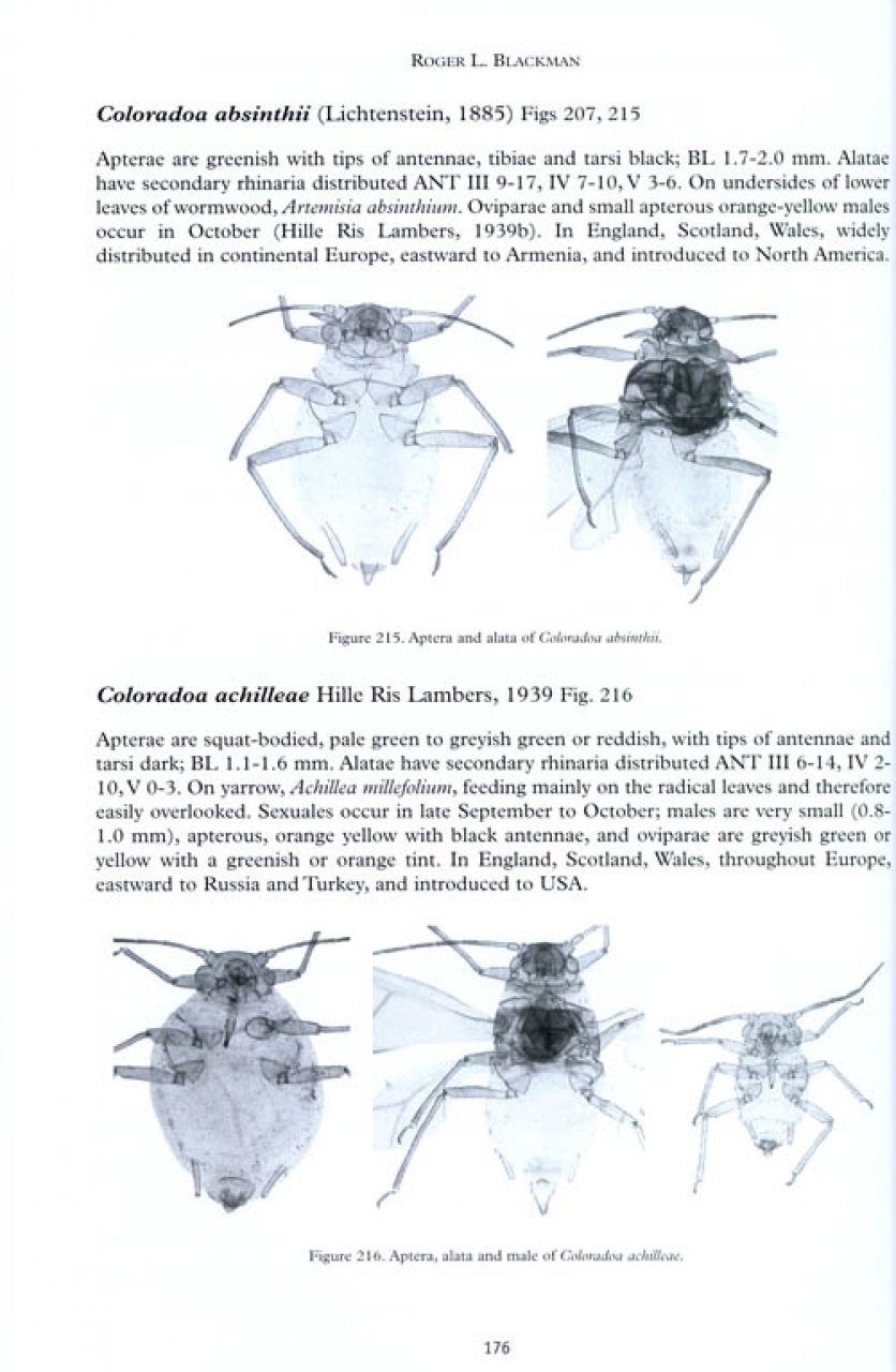Aphids - Aphidinae (Macrosiphini)