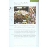 Mosses and Liverworts of Britain and Ireland - A Field Guide