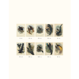 Paradijsvogels in cultuur en natuur - De mooiste afbeeldingen uit Birds of Paradise (1891-1898) van Richard Bowdler Sharpe