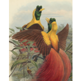 Paradijsvogels in cultuur en natuur - De mooiste afbeeldingen uit Birds of Paradise (1891-1898) van Richard Bowdler Sharpe