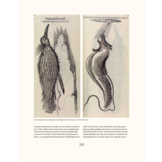 Paradijsvogels in cultuur en natuur - De mooiste afbeeldingen uit Birds of Paradise (1891-1898) van Richard Bowdler Sharpe