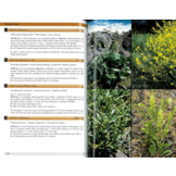 Flora of the Azores - A Field Guide