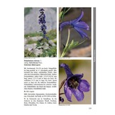 Endemische Alpenpflanzen