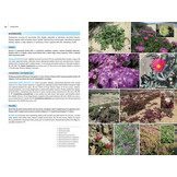 Field Guide to the Wild Flowers of the Western Mediterranean