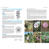 Field Guide to the Wild Flowers of the Western Mediterranean