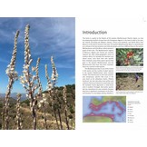 Field Guide to the Wild Flowers of the Western Mediterranean