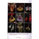 Gingers of Cambodia, Laos & Vietnam