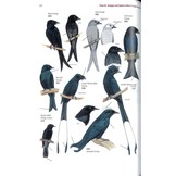 Guide to the Birds of China