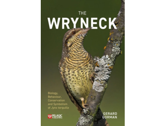 The Wryneck
