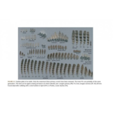 The Wryneck - Biology, Behaviour, Conservation and Symbolism of Jynx torquilla