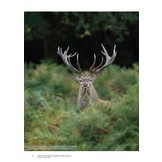 Atlas des Mammifères Sauvages de France Volume 2 - Ongulés et Lagomorphes