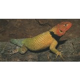 Herpetofauna Mexicana Vol. 2 - Lizards of Mexico - Part I. Iguanian Lizards