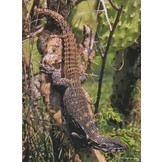 Herpetofauna Mexicana Vol. 2 - Lizards of Mexico - Part I. Iguanian Lizards