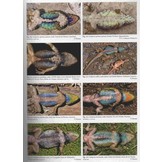 Herpetofauna Mexicana Vol. 2 - Lizards of Mexico - Part I. Iguanian Lizards