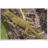 Herpetofauna Mexicana Vol. 2 - Lizards of Mexico - Part I. Iguanian Lizards
