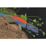 Herpetofauna Mexicana Vol. 2 - Lizards of Mexico - Part I. Iguanian Lizards