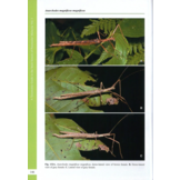 A Taxonomic Guide to the Stick Insects of Peninsular Malaysia - Volume 1