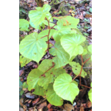 A Guide to Begonias of Borneo