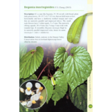 A Guide to Begonias of Borneo