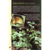 A Guide to Begonias of Borneo