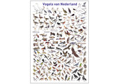 Poster Vogels van Nederland
