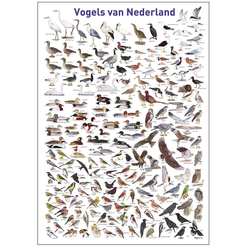 Harnas koppeling leveren Poster Vogels van Nederland - Veldshop.nl