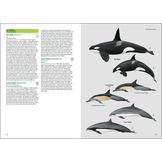 Birds and Mammals of the Galapagos