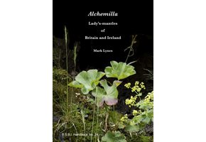 Alchemilla