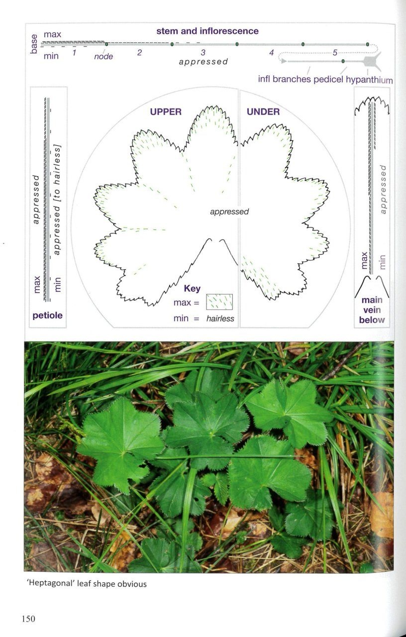 Alchemilla - Lady's-mantles of Britain and Ireland